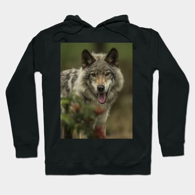 Timber Wolf Hoodie by jaydee1400